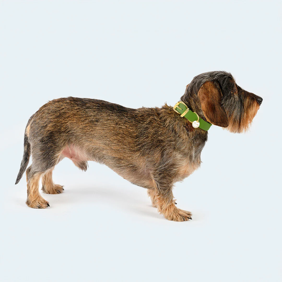 Hundehalsband Adventure - Image 15
