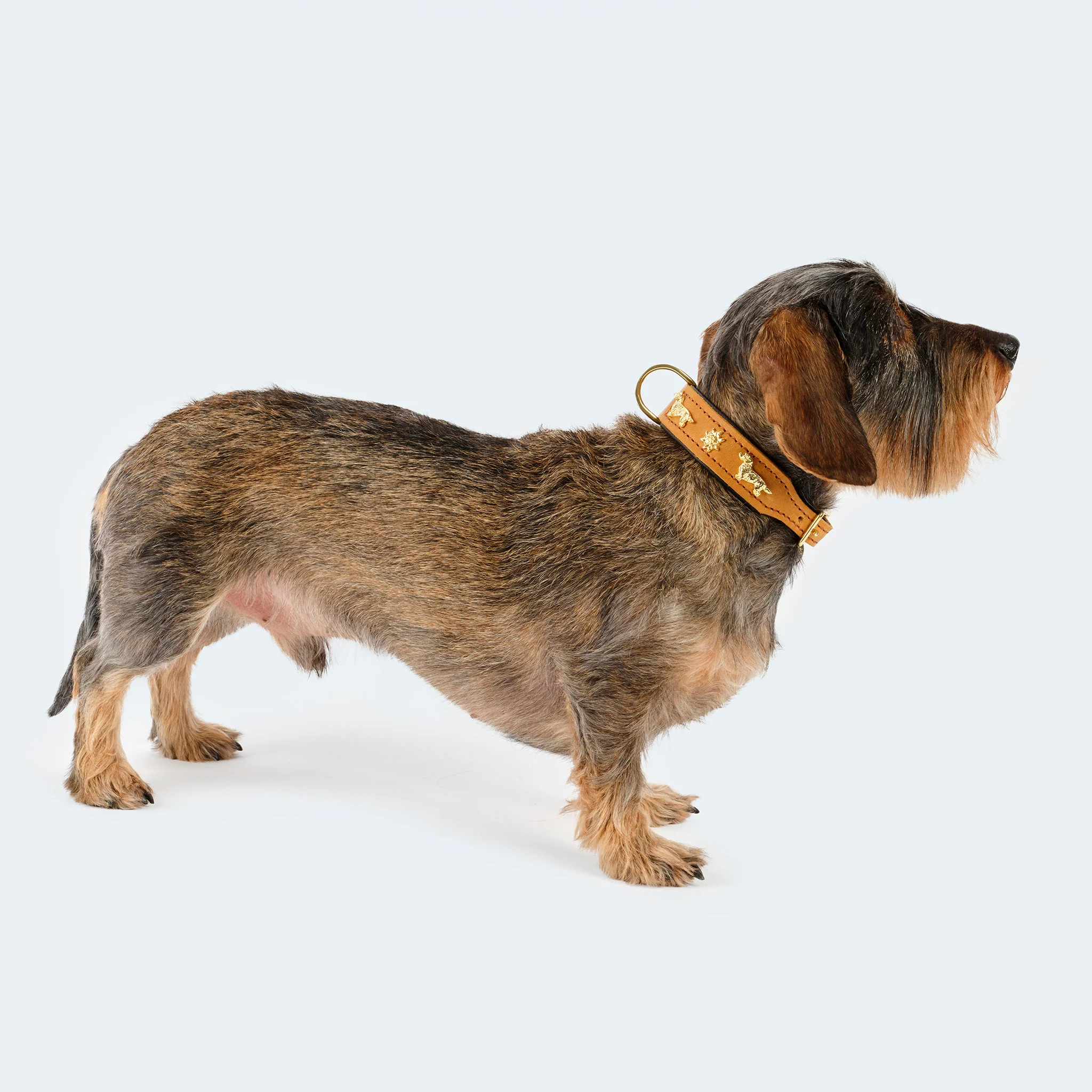 Hundehalsband Leder Dackel cognac/ dunkelbraun - Image 4