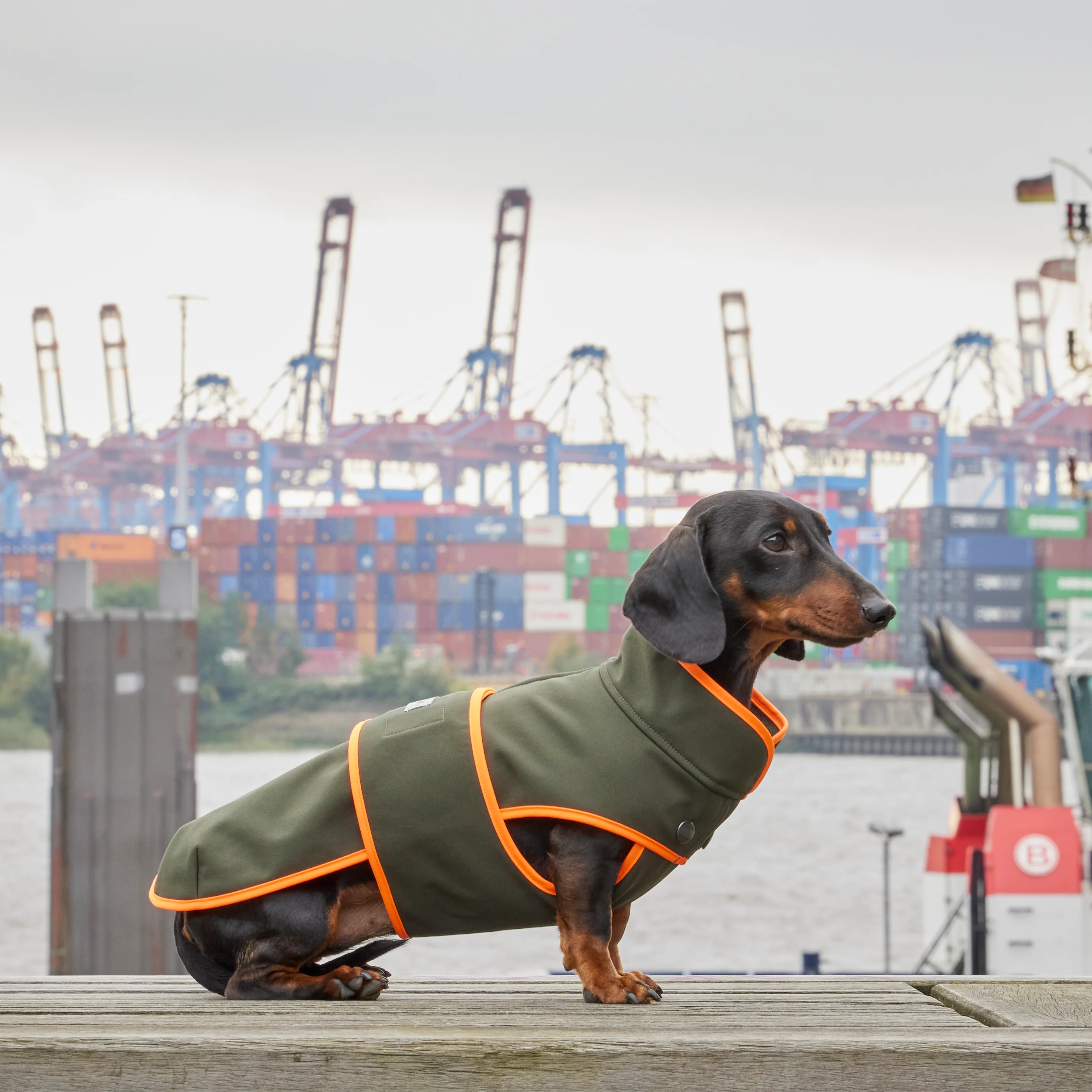 Hundemantel Dackel Softshell Handarbeit - Image 11